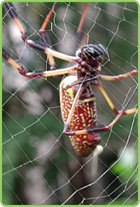 Greenland Pest Control