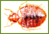 bedbugs  control