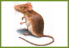 pest control services