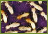 pest control company bangalore
